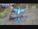 縄張り争いカワセミさん
