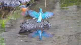 縄張り争いカワセミさん