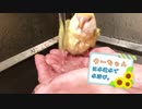 【cool！】インコ達の涼しい水浴び & 風鈴 [和]