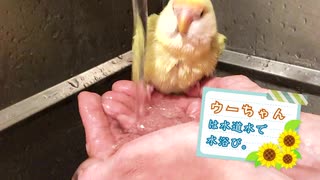 【cool！】インコ達の涼しい水浴び & 風鈴 [和]