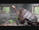 種を絶滅から救った絶倫ガメ引退、故郷で余生 ガラパゴス諸島