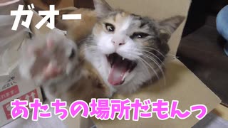 小さい箱がお気に入りな野良猫