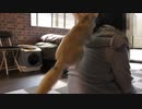 肩乗りフェネックギツネ