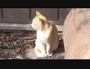 工事現場の騒音がうるさくて眠れない猫