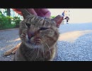 すぐ寄ってくる猫