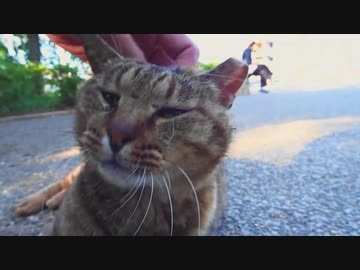 すぐ寄ってくる猫