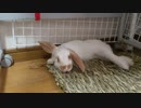 二代目おやつに反応しすぎるうさぎさん
