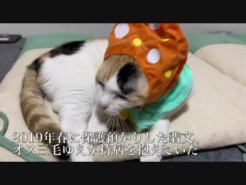 【猫】こんな可愛い子が女の子のはずがない