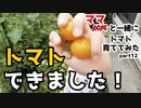 【ママと一緒に】トマト育ててみた part12【収穫！】