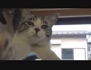 アルが帰ってこなくなりました…