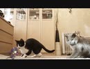 キャルちゃんVSキャルちゃん(本物)