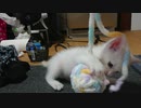 拾い猫の子育て14
