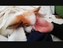 飼い主の手をアゴ枕にするワンコ（パピヨン）6