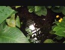 風見芳明