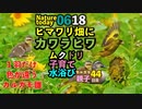 0618【ヒマワリの種カワラヒワ】カルガモ親子雛チェンジ!？不思議。オナガ雛、ムクドリ水浴び【今日撮り野鳥動画まとめ】