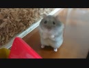 二足歩行のハムスターはこんな感じです A bipedal hamster looks like this.  #54【ハムスター物語】