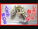 【人生が狂いました】レオパを飼わない方が良い理由３選を紹介します【底なし沼】