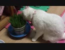 我が家の保護猫が猫草食ってて草ァwwwww