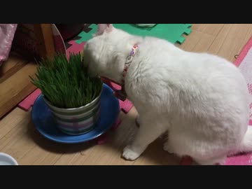 我が家の保護猫が猫草食ってて草ァwwwww