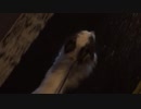 【iPhone】チビ助と散歩in雨天【ニコ生配信ログ】
