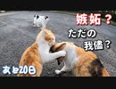 年下の特権を存分に生かす猫【野良猫の保護まであと20日】