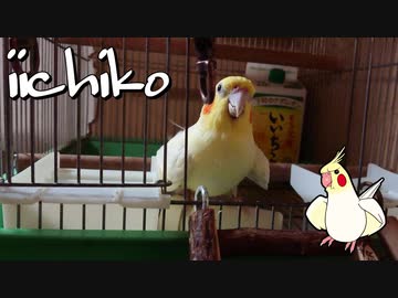 飼育24年目にしてセクシーボイス内蔵！