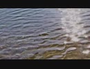 風見芳明