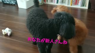 【新しい家族】生後3ヶ月のトイプードルけん君と先住犬あぼ