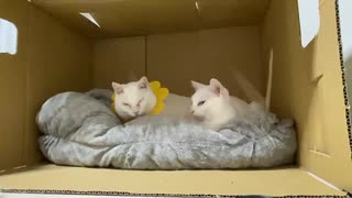 極悪白猫地上げ屋コンビ、猫のカフェ屋台を乗っ取る