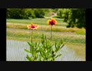 Nikon 6月　新画質方式