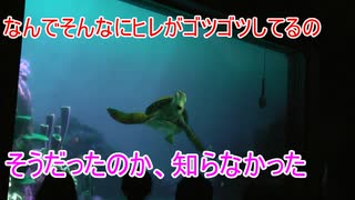 【知らなかった】なんでそんなにヒレがゴツゴツしてるの【タートルトーク】東京ディズニーシー