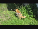 【初音ミク】Peer