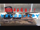 2020年6月生まれのオカダトカゲの幼体を観察した