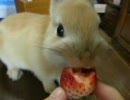 いちごウマ～