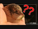 ぼけっとするヒメウズラ【absent-minded quail】空心鹌鹑