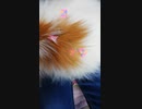 鍼治療を受けるワンコ（パピヨン）9