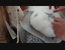 不良を交換して頂いたフィギュアが届いたからまた開封しました