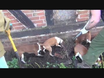 ホモと学ぶネズミ vs 犬