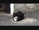 街の重鎮猫の病院搬送の為の捕獲に挑む