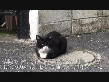 街の重鎮猫の病院搬送の為の捕獲に挑む