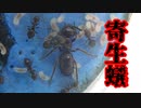 【アリの飼育記2冊目#16】アリの巣を寄生蟻に乗っ取らせてみた結果