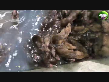 ホモと学ぶネズミトラップ.water