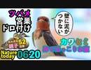 0620【カルガモ親子に餌をあげないで】カワセミ♀卵でお腹ぽっこり【今日撮り野鳥動画まとめ】
