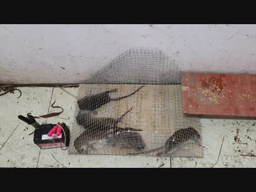 ホモと学ぶネズミトラップ.shock