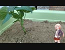 【ONE】砂を使った家庭菜園