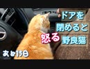 車内で家猫訓練 １【野良猫の保護まであと15日】