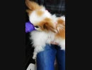 鍼治療中に身震いして針を飛ばしてしまうワンコ（パピヨン）