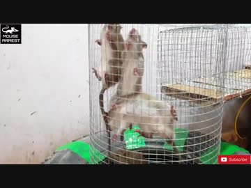 ホモと学ぶネズミトラップ.ball