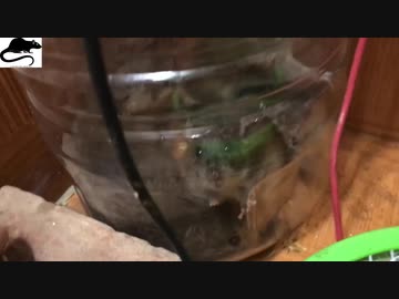 ホモと学ぶネズミトラップ.ana