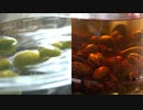 カカオ酒と梅酒をつくる ASMR